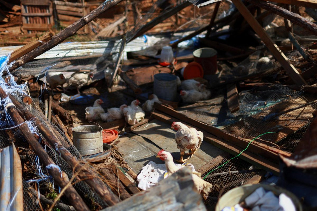 Chickens sit in a damaged coop in the aftermath of Hurricane Melissa in Auchindown, Saint Elizabeth Parish, Jamaica, November 3, 2025. REUTERS/Raquel Cunha